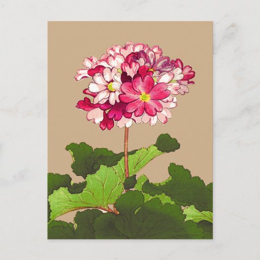Japanse hydrangea. Roze en groen Briefkaart (Voorkant)