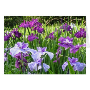 Japanse Iris