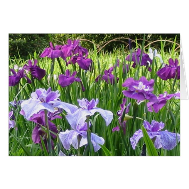 Japanse Iris (Voorkant Horizontaal)