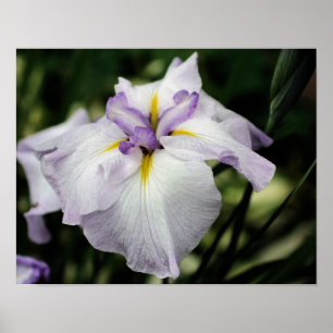 Japanse Iris-bloem in Bloom Poster