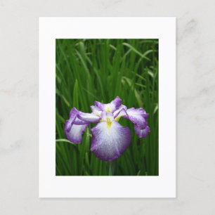 Japanse Iris Briefkaart