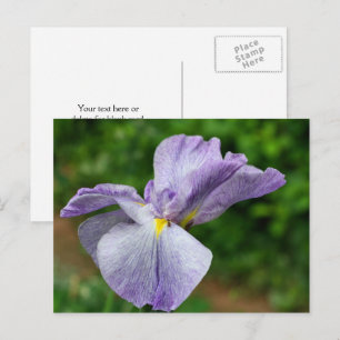 Japanse Iris die Bloem Fotografie Ontwikkelt Briefkaart