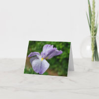 Japanse Iris die Bloem Ontplooit Fotografie