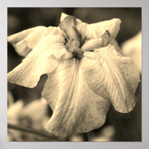 Japanse Iris-ventilator sluit Sepia Tint af Poster