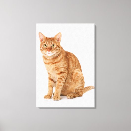 Japanse kat 6 canvas afdruk (Voorkant)