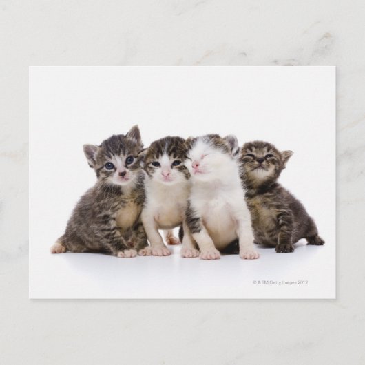 Japanse kat briefkaart (Voorkant)