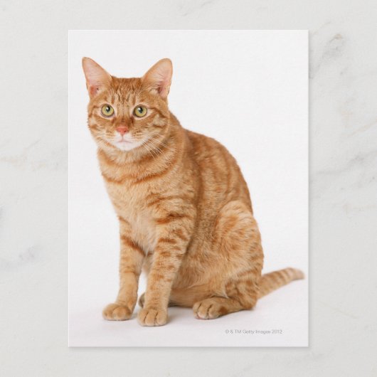 Japanse kat briefkaart (Voorkant)