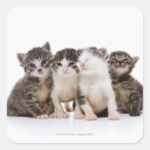 Japanse kat vierkante sticker