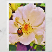 Japanse keet op witte roze (Voorkant / Achterkant)