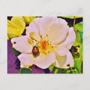 Japanse keet op witte roze briefkaart