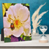 Japanse keet op witte roze fotoplaat (Zijkant)