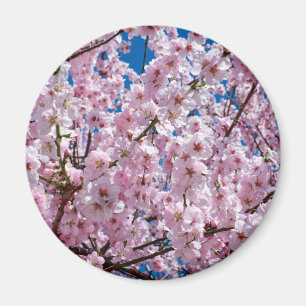 Japanse kersenbloem magneet