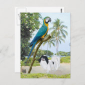 Japanse kin en Macaw Briefkaart (Voorkant / Achterkant)