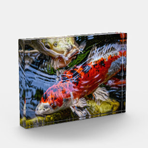 Japanse Koi Fish Pond Fotoblokken