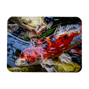 Japanse Koi Fish Pond Magneet