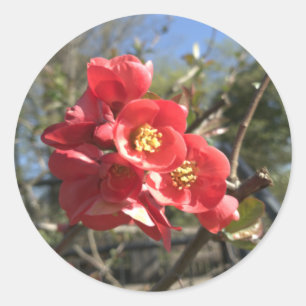 Japanse Kweepeer in het park Ronde Sticker