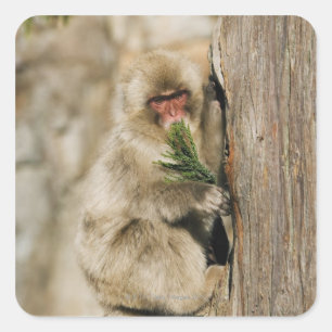 Japanse Macaque klimboom, elastische bladeren Vierkante Sticker
