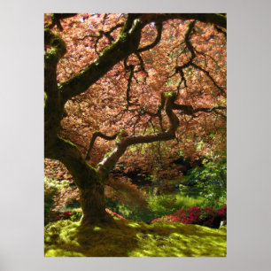 Japanse Maple Acer Palmatum Portland Garden Poster