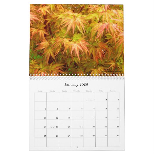 Japanse Maple Calendar Kalender (Jan 2026)
