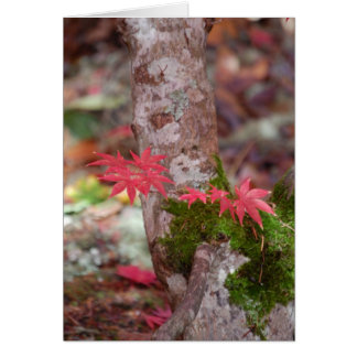 Japanse Maple en Moss