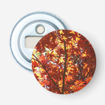 Japanse Maple in de zon