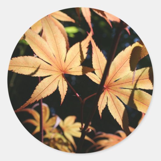 Japanse Maples 4 Herfst Ronde Sticker (Voorkant)