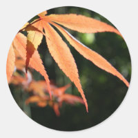 Japanse Maples 7 Ronde Sticker