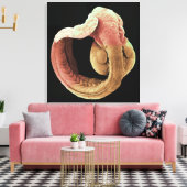 Japanse Medaka Fish embryo Canvas Afdruk (Insitu (Woonkamer))