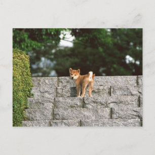 Japanse Midget Shiba 4 Briefkaart