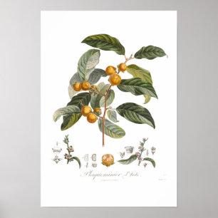 Japanse persimmon poster
