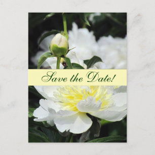 Japanse pioenen redden de datum aankondiging