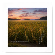 Japanse Rijstveld Zonsopgang – Natuur Wijsheid Pri