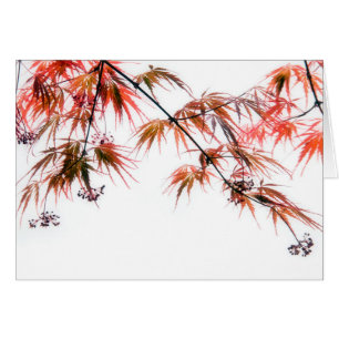 Japanse Rode Maple Art Fotografie