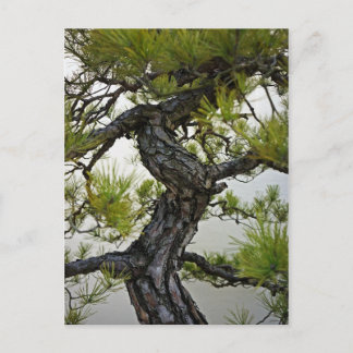 Japanse rode pine Bonsai-boom Briefkaart