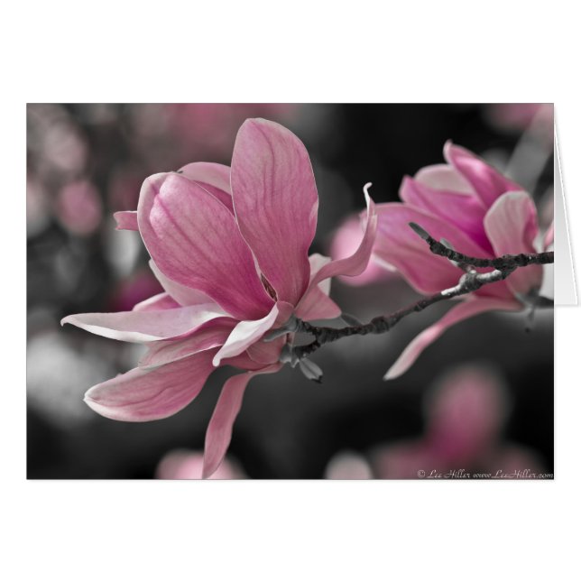 Japanse roze Saucer Magnolia (Voorkant Horizontaal)