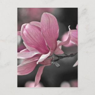 Japanse roze Saucer Magnolia Briefkaart