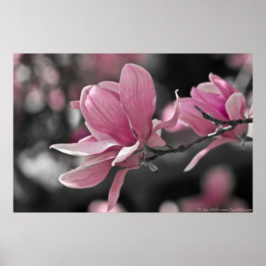 Japanse roze Saucer Magnolia Poster (Voorkant)