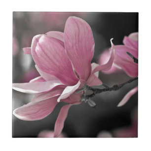 Japanse Roze Schotel Magnolia Tegeltje