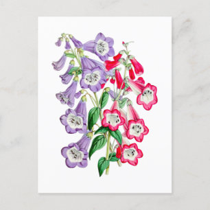 Japanse Sleutelbloem Vintage Botanische Ansichtkaa Briefkaart