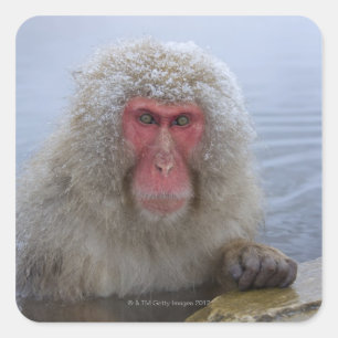 Japanse sneeuwaap in hotspring vierkante sticker