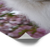 Japanse Spitz/Amerikaanse Eskimo Cherry Blossom Pr Poster (Hoek)