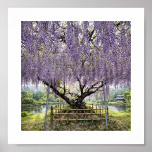 Japanse Wisteria – Kunstprint