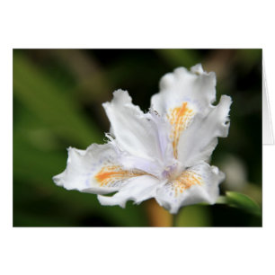 Japanse witte Iris