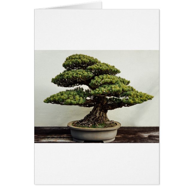 Japanse witte pine Bonsai-boom (Voorkant)