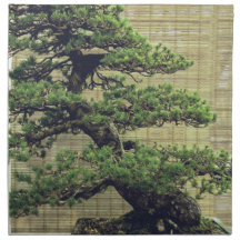Japanse Witte Pine Bonsai Boom Foto