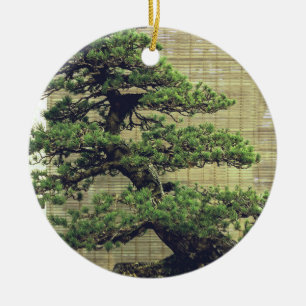 Japanse Witte Pine Bonsai Boom Foto Keramisch Ornament