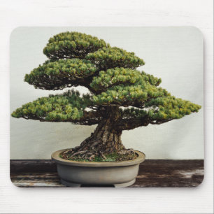 Japanse witte pine Bonsai-boom Muismat