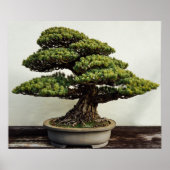 Japanse witte pine Bonsai-boom Poster (Voorkant)