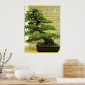 Japanse witte pine Bonsai-boom Poster (Keuken)