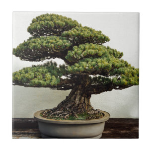 Japanse witte pine Bonsai-boom Tegeltje